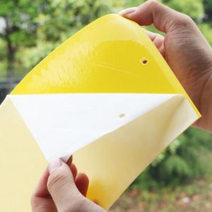 insect glue traps